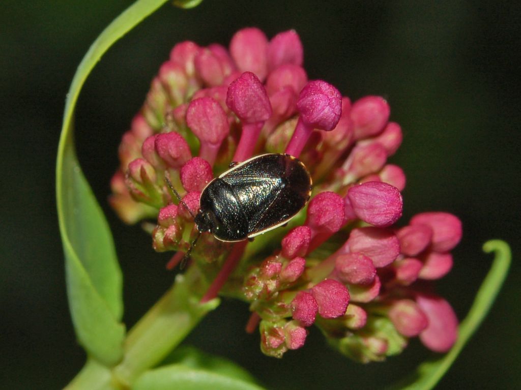 Un omottero tutto nero da determinare - [Heteroptera]